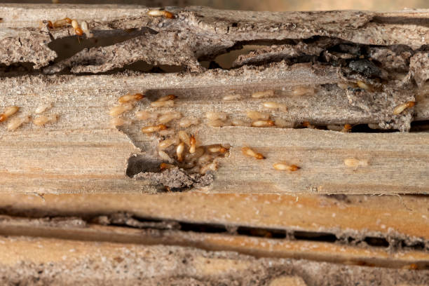 Best Residential Pest Control  in Holcom, KS