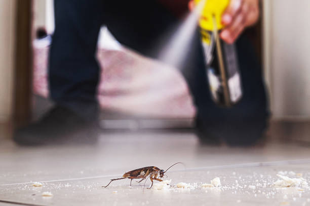 Insect Control in Holcom, KS